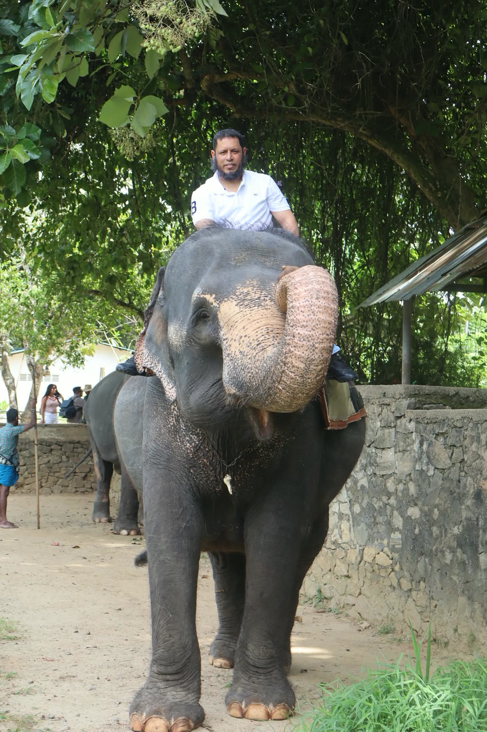 Elephant ride