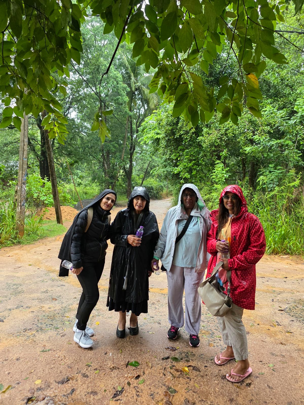 Guests on a rainforest walk