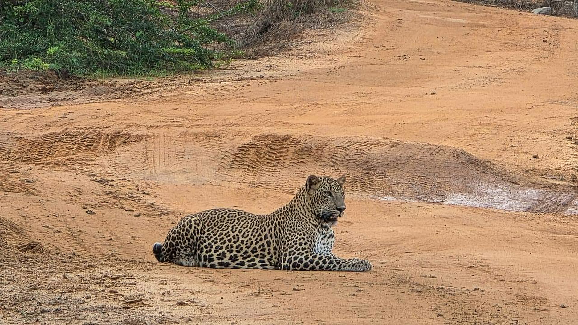 A leopard resting on a sandy track in Yala National Park