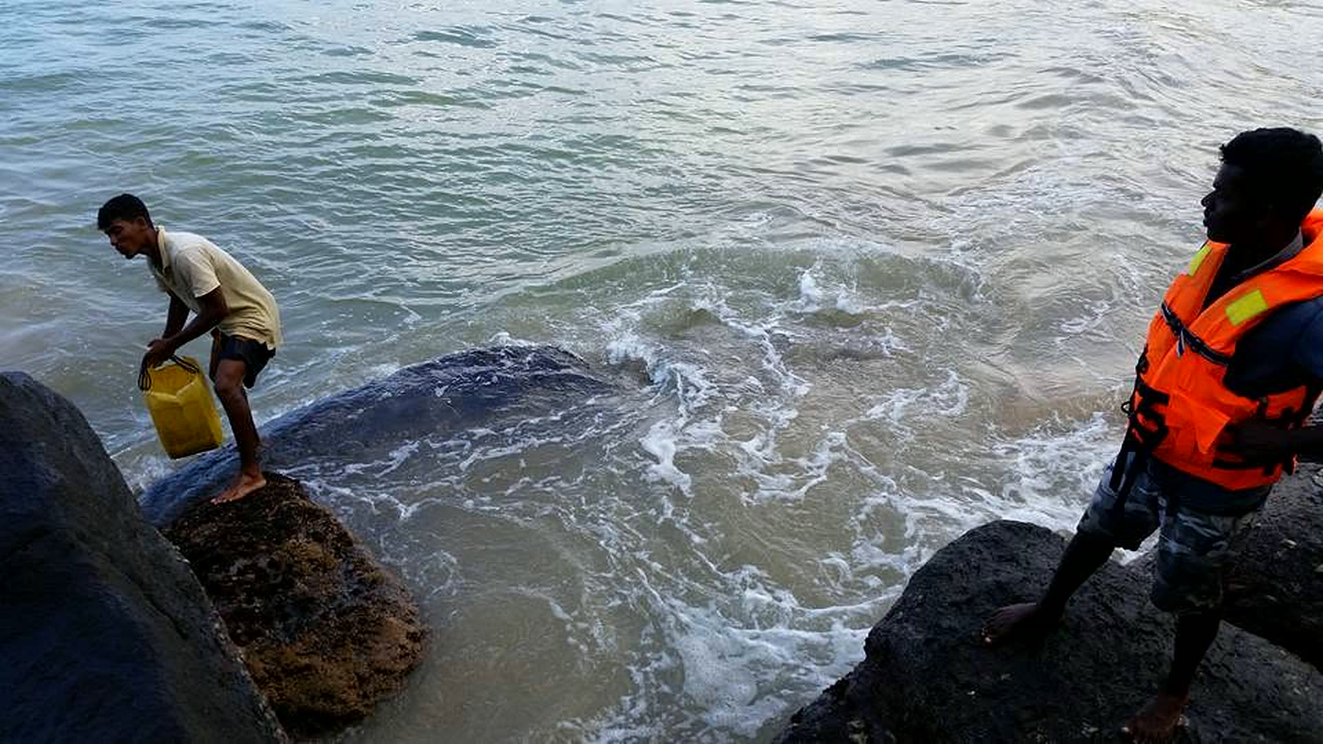 Sea turtle in the surf